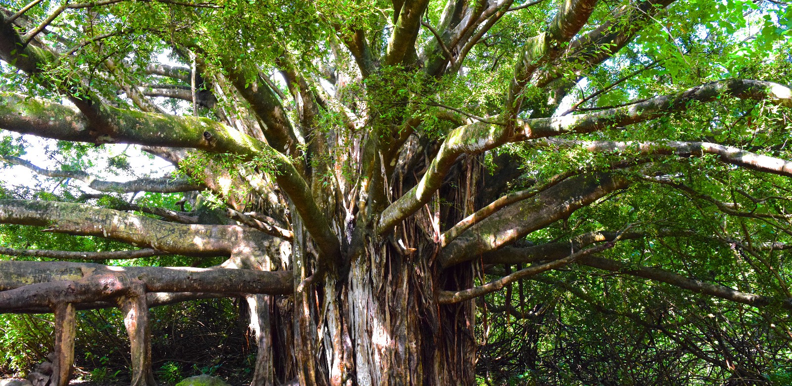Banyan Tree, Pipiwai Trail, Maui/Hawaii