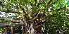 Banyan Tree, Pipiwai Trail, Maui/Hawaii