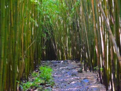 Bamboo Forrest at Pipiwai Trail, Maui