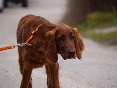 My dog Phönix - Irish Setter