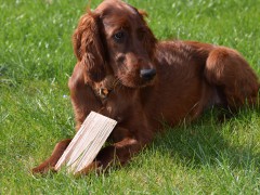 My dog Phönix - Irish Setter